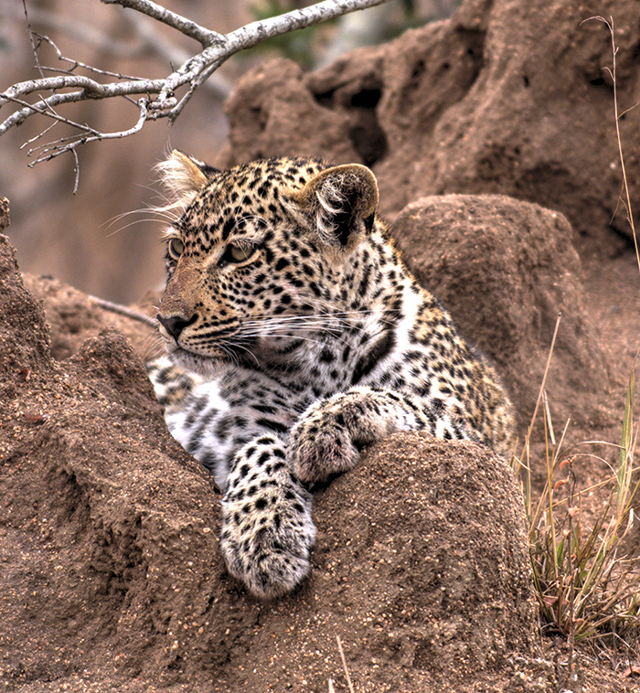 Leopard resting on a termite hill